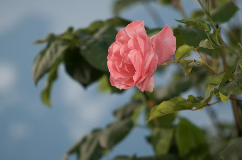 Quinta Da Saimeira Marvão Zewnętrze zdjęcie