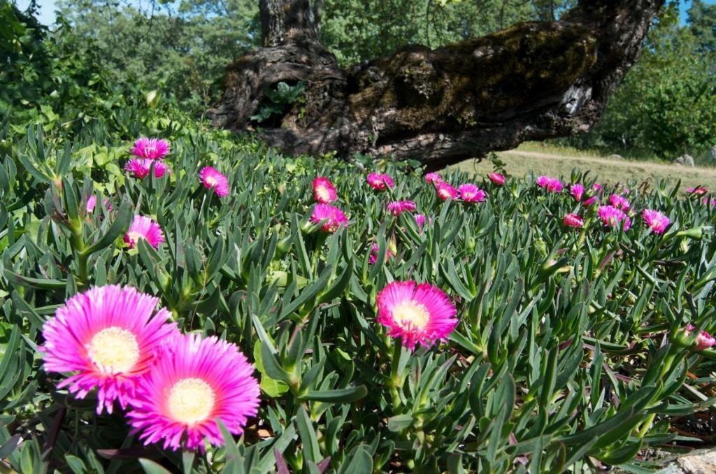 Quinta Da Saimeira Marvão Zewnętrze zdjęcie