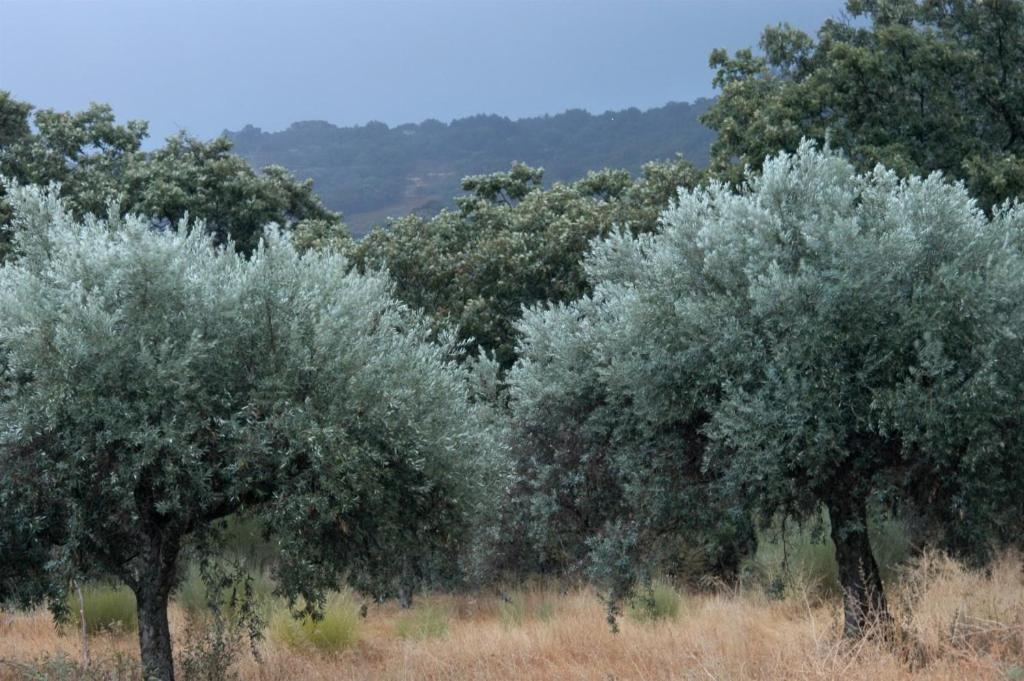 Quinta Da Saimeira Marvão Zewnętrze zdjęcie